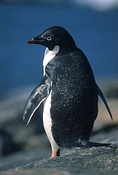 AdelieBack - Adelie penguin on blue background, Antarctica