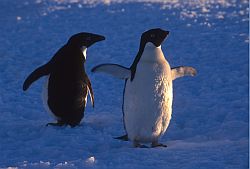 AdelieBlue - Adelie penguins on blue ice, Antarctica