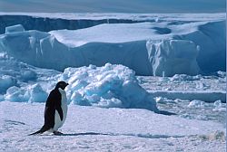 AdelieBlueIce - Lone adelie penguin on the ice, Antarctica