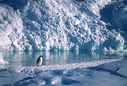 AdelieByPool - Lone juvenile Adelie penguin between icebergs, Antarctica