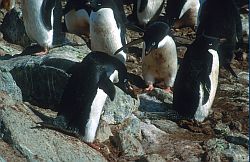 AdelieCarryRock - Adelie penguin carrying a rock for its nest, Antarctica