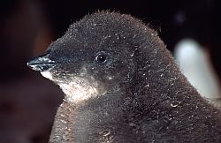 AdelieChickDirty - Dirty Adelie penguin chick (close up), Antarctica