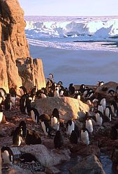 AdelieCliff - Adelie penguins below cliff, Antarctica