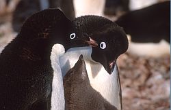 AdelieFamilyFeed - Adelie penguin parents and their chick, Antarctica
