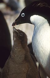 AdelieFeedV1 - Adelie penguin ready to feed its chick, Antarctica