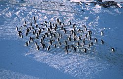 AdelieGroupIce - Group of Adelie penguins on the ice, Antarctica