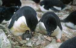 AdelieNestMaking - Adelie penguins rebuilding their nest for their chick, Antarctica
[ Click to go to the page where that image comes from ]