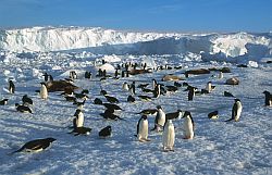AdelieOnIce - Adelie penguins and weddell seals resting on sea ice, Antarctica
