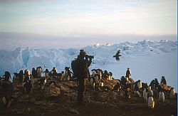 AdeliePhotographer - Photographer surrounded by Adelie penguins, skuas and glaciers, Antarctica 1993
