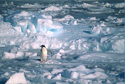 AdelieSeaIce - Lone penguin on sea ice, Antarctica