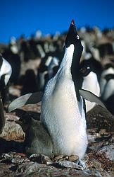 AdelieSing2 - Adelie penguin with chick, braying, Antarctica