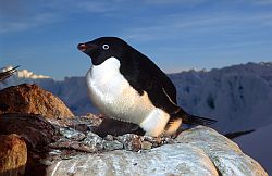 AdelieSittingChick - Adelie penguing sitting chick, Antarctica