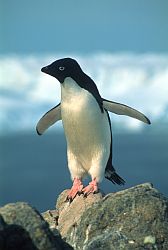AdelieStanding - Adelie penguin standing on rock, Antarctica