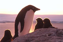 AdelieSunsetChicks - Adelie penguins backlit in the sunset, Antarctica