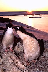 AdelieSunsetCoulpe - Adelie penguin couple in the sunset, Antarctica