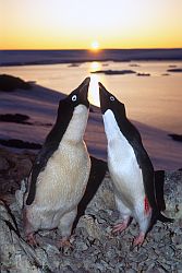 AdelieSunsetCoupleSing - Couple of Adelie penguins after fight with neighbors, Antarctica