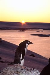 AdelieSunsetProfile - Adelie penguin in the sunset, Antarctica