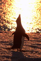 AdelieSunsetSing - Lone adelie penguin in the sunset, Antarctica