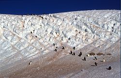 AdelieTobogan - Slope carved by multiple passing penguins, Antarctica