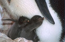 AdelieTwins - Two young adelie penguin chicks, Antarctica