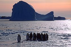 EmperorArrival - Arrival of the first emperor penguins in autumn, Antarctica
