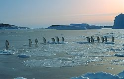 EmperorArrivalLine - Line of emperor penguins arriving in autumn, Antarctica
[ Click to go to the page where that image comes from ]