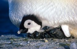 EmperorChickPouch2 - Emperor penguin chick under parent's pouch, Antarctica