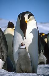 EmperorChickRequest - Emperor penguin chick requesting his dinner, Antarctica