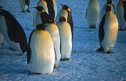 EmperorFatArrival - Very fat emperor penguins arriving in autumn, Antarctica