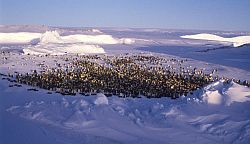 EmperorRookery - Emperor penguin rookery, Antarctica