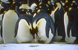 EmperorWatchEgg - Emperor penguins checking on their eggs, winter, Antarctica