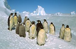 EmperorsFledgingGroup - Emperor penguins shedding their feathers in summer, Antarctica