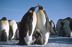 EmperorsParentsChicks - Two emperor penguins and their chicks, Antarctica