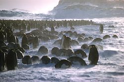 EmperorsStorm - Emperor penguins withstanding the cold Katabatic wind of Antarctica