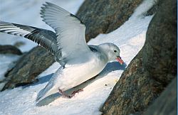 FulmarCleanNest - Antarctic fulmar cleaning its nest of snow in spring, Antarctica
[ Click to go to the page where that image comes from ]