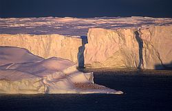 GlacierSunset - Penguins resting on floating iceberg with glacier in the background, Antarctica