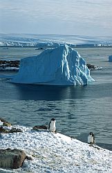 IceFreezing - Adelie penguins fledging in front of the freezing ocean, Antarctica