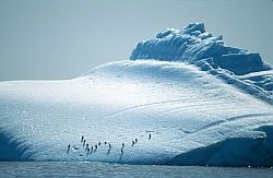IcebergPenguins - Adelie penguins resting on an iceberg, Antarctica