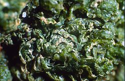LifeAlgua - Green alga leaving off melting water in summer, Antarctica
