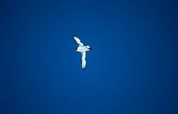 PetrelCapeFlight - Cape petrel in flight, Antarctica
[ Click to go to the page where that image comes from ]
