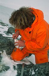 PetrelControl3 - Measuring a snow petrel beak, Antarctica