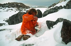PetrelControl4 - Weighting a snow petrel, Antarctica