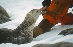 PetrelGiantControl - Checking on a giant petrel, Antarctica