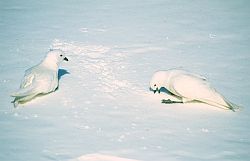 PetrelSnowClean - Snow petrel rolling in snow after returning from the sea, Antarctica
[ Click to go to the page where that image comes from ]