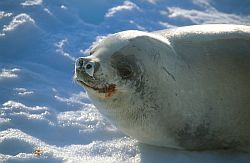 SealCrabeaterNose - Close up on a crabeater seal, Antarctica
