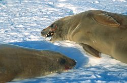 SealCrabeaters - Crabeater seals, Antarctica