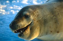 SealLeopardHead - Leopard seal, Antarctica