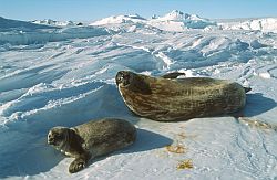 SealWeddell+Chick - Weddell seal mother with pup, Antarctica