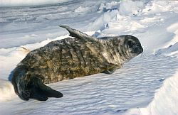 SealWeddellNewborn - Newborn weddell seal, Antarctica