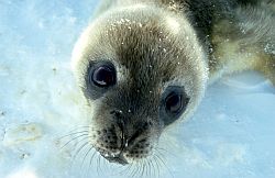 SealWeddellPupClose - Close up on a Weddell seal pup, Antarctica